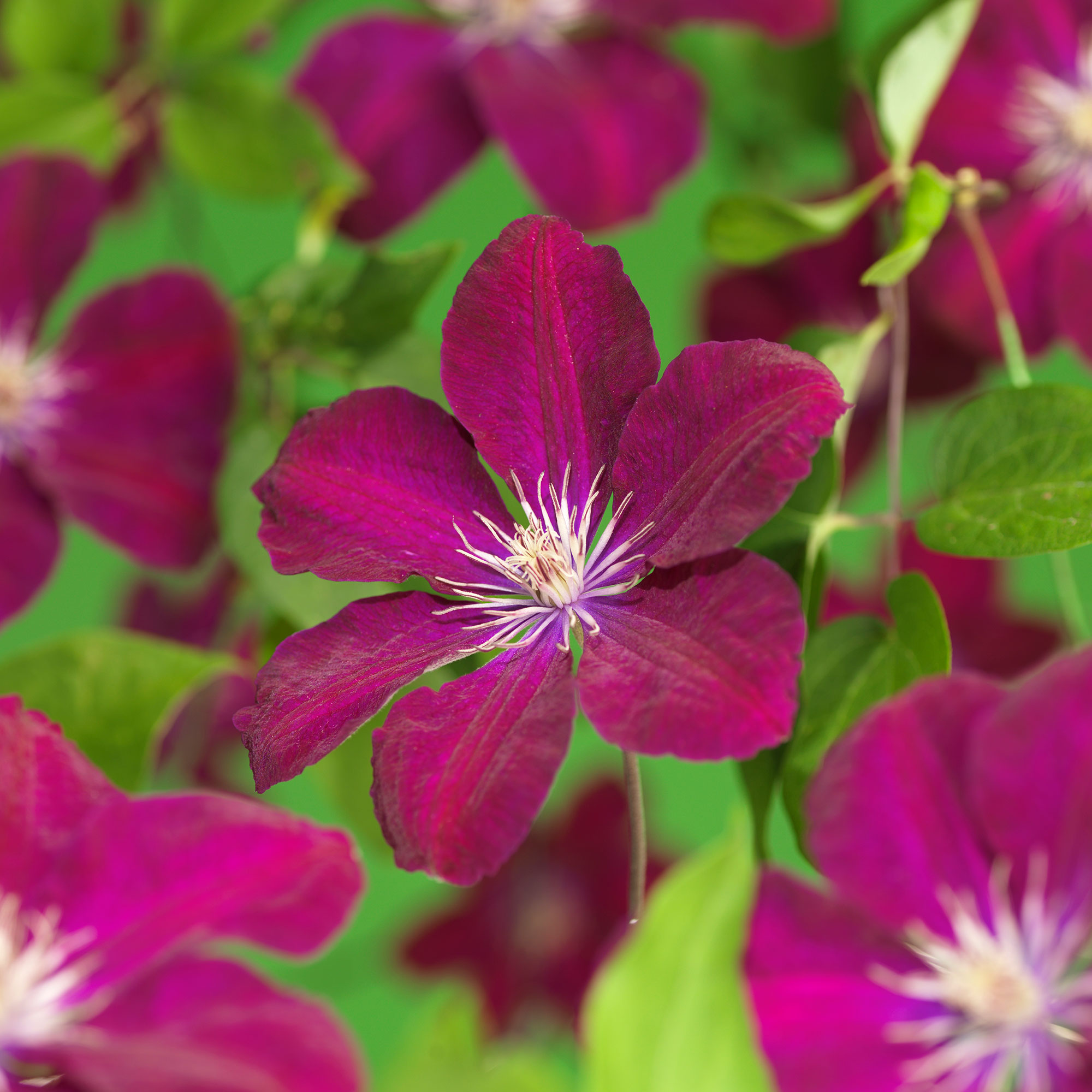 Klätterväxt Purpurröd Jackmanii Klematis Omnia Garden 40-60 cm