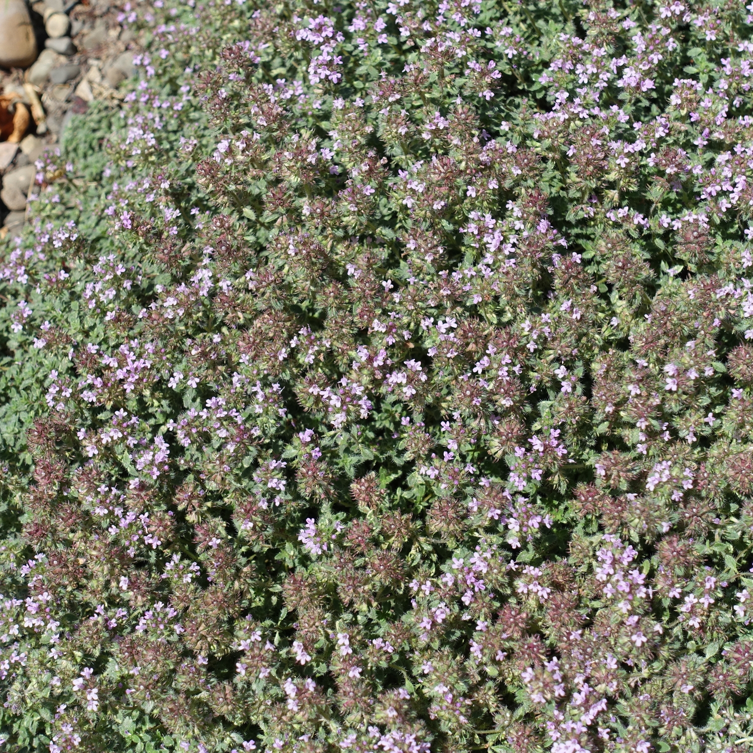 Gråtimjan Omnia Garden