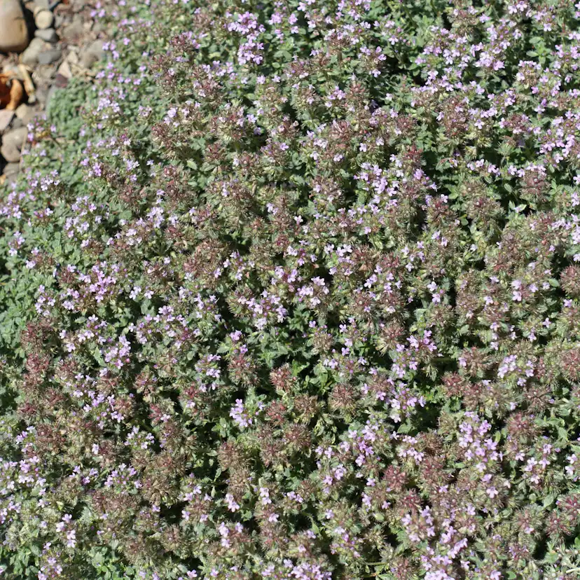 Gråtimjan Omnia Garden