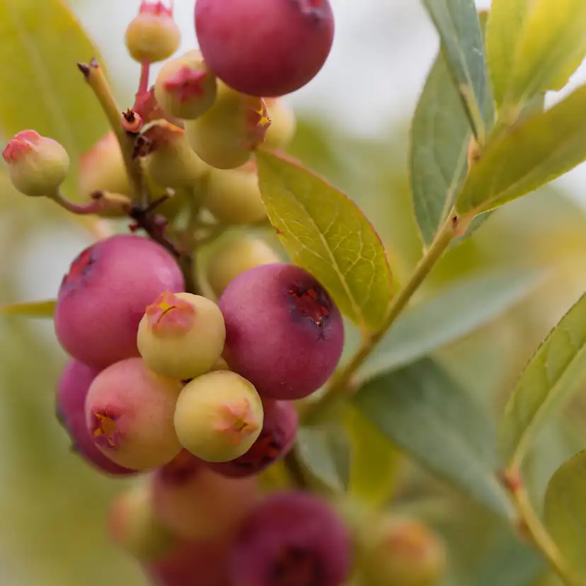 Buske Omnia Garden Amerikanskt Blåbär Pink Lemonade