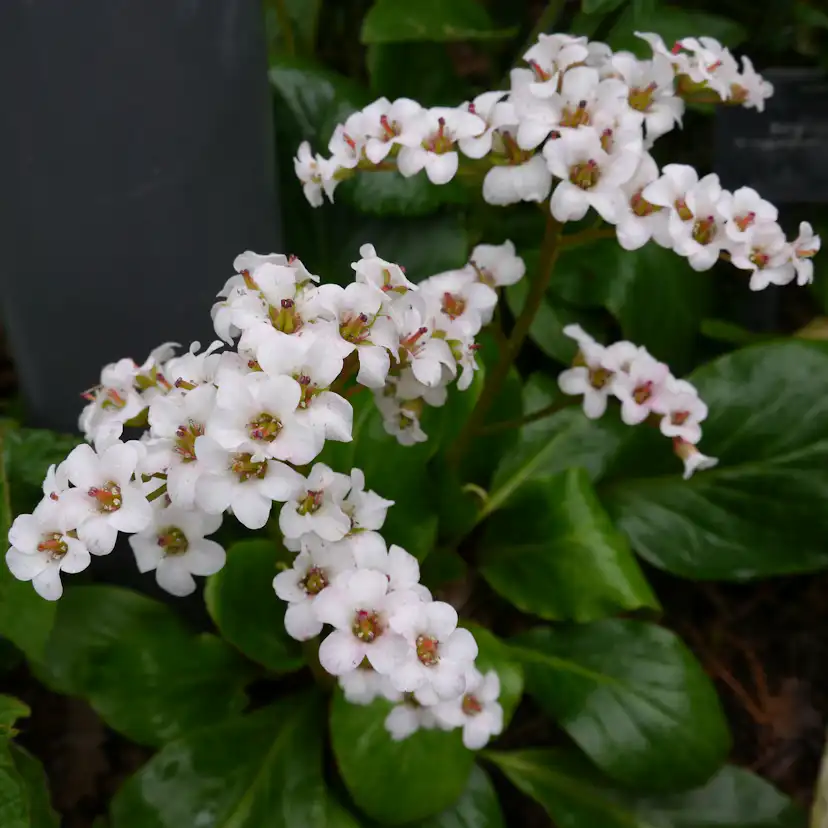 Perenn Omnia Garden Hjärtbergenia Bessingham White
