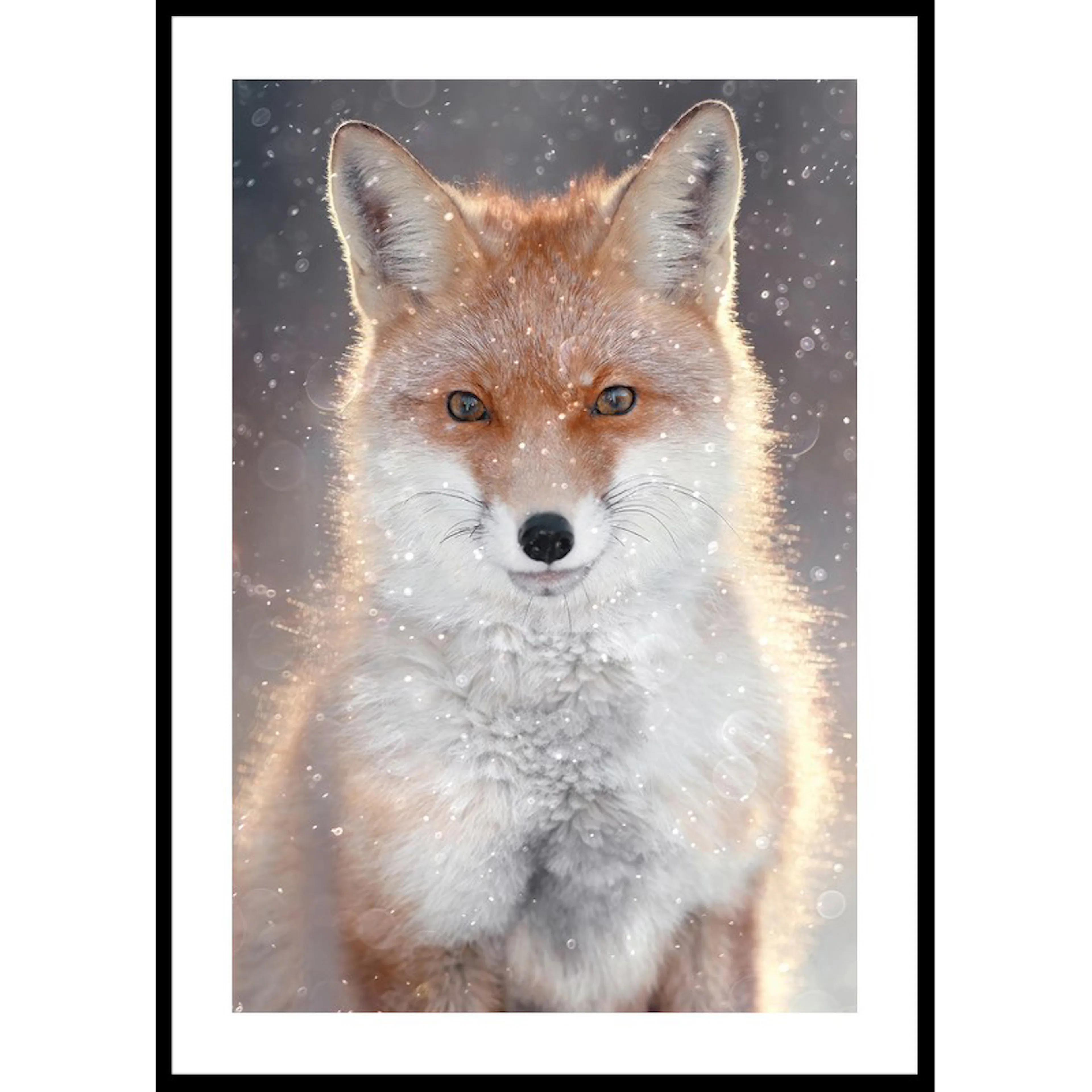 Red Fox 30x40 30x40 cm