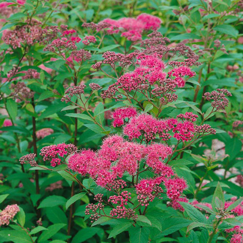 Buske Omnia Garden Rosenspirea 20-30 cm Krukodlade