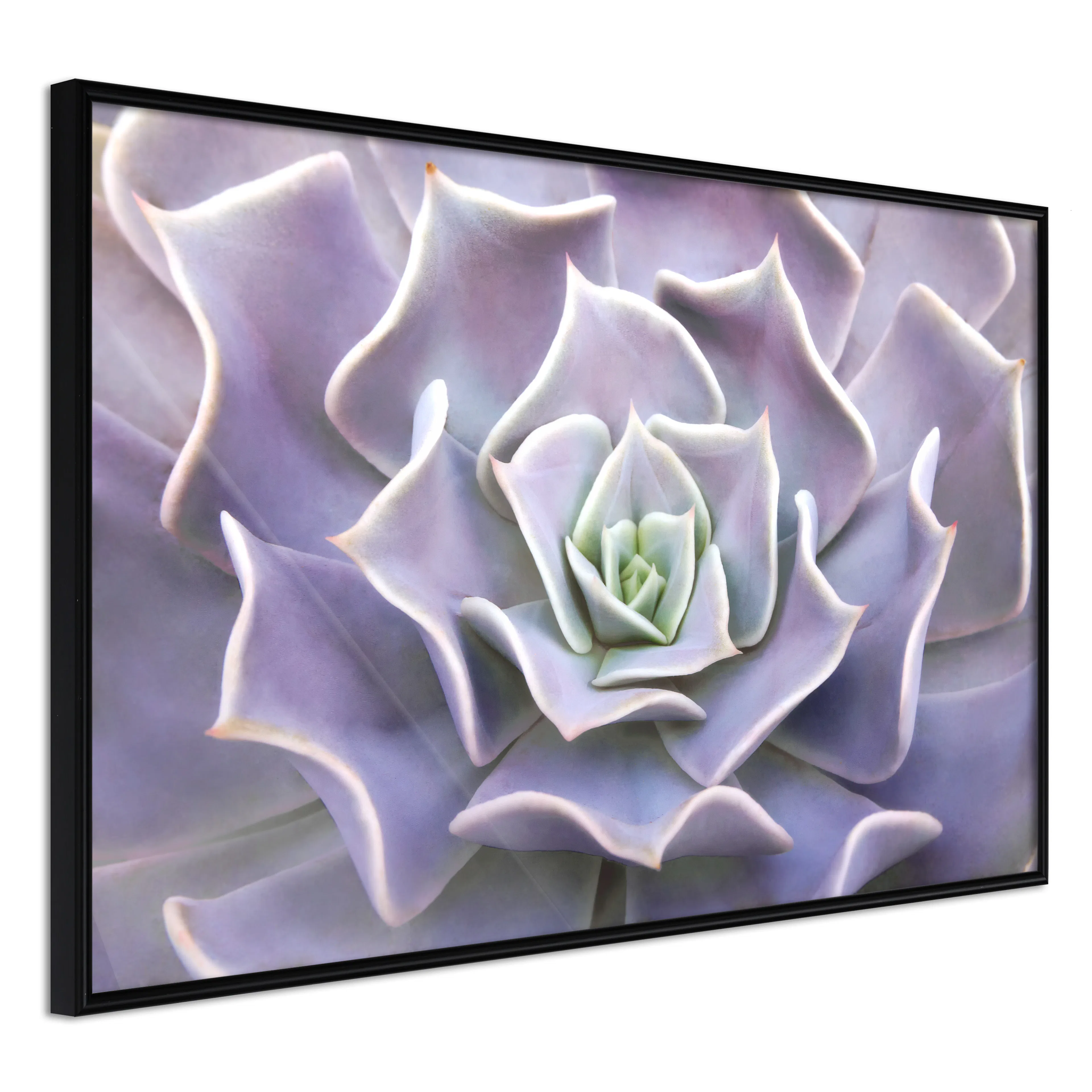 Affisch - Purple Succulent [Poster] 30x20 Svart ram, 30x20 cm