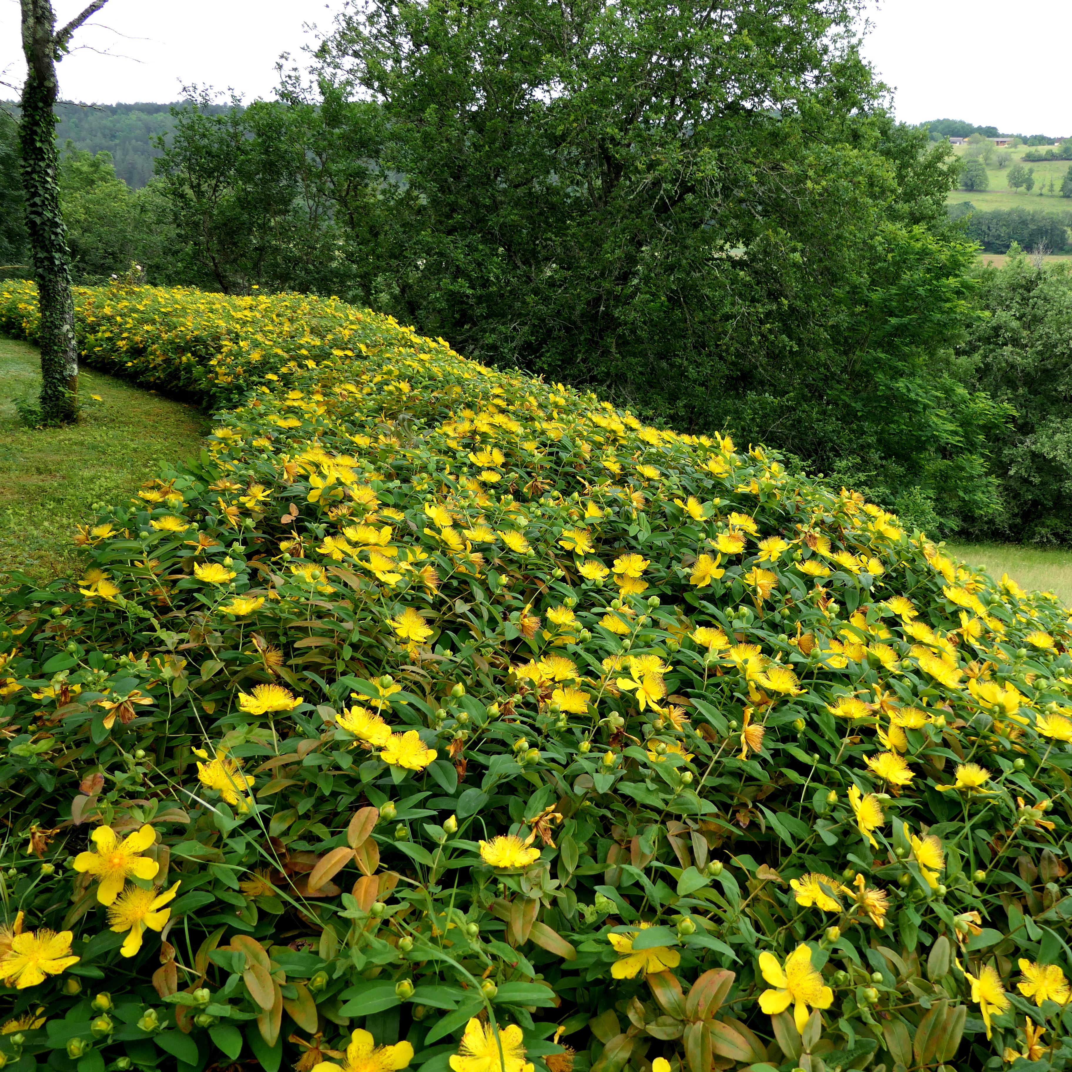 Rabattblomma Omnia Garden Prakthypericum