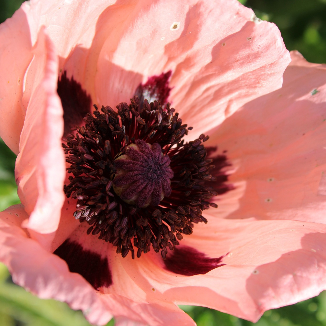 Perenn Omnia Garden Jättevallmo Prinzessin Viktoria Louise Papaver