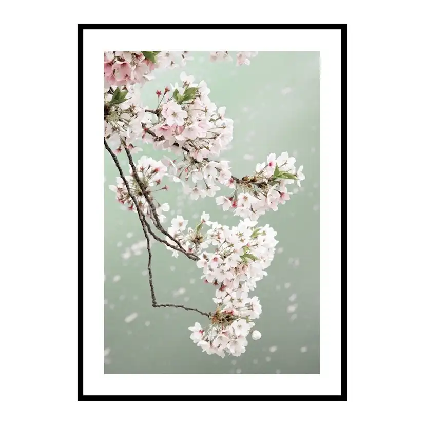 Poster Gallerix Cherry Blossom