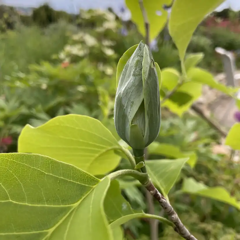 Prydnadsträd Omnia Garden Poppelmagnolia Blue Opal 80-100 cm