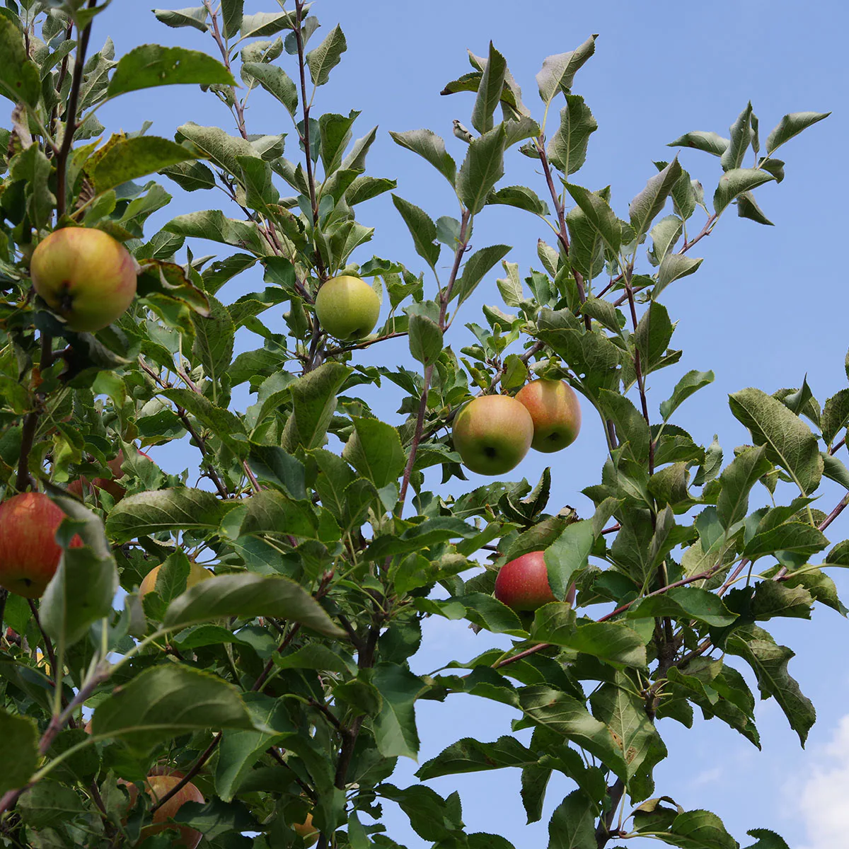 Äppelträd Omnia Garden Malus domestica inkl Uppbindningskit