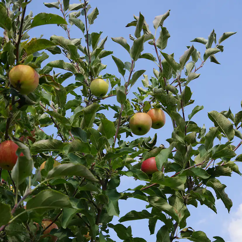 Äppelträd Omnia Garden Malus domestica inkl Uppbindningskit
