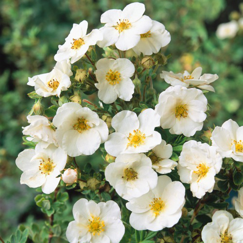 Buske Omnia Garden Vit Ölandstok 10-30cm Krukodlade
