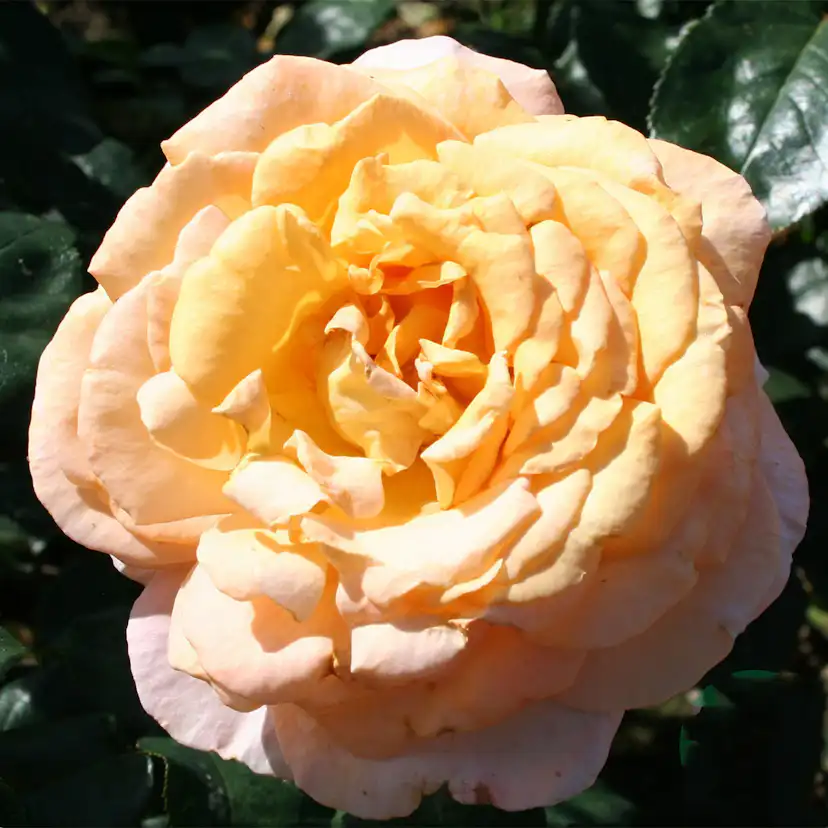 Storblommig Rabattros Omnia Garden Bitten Clausen