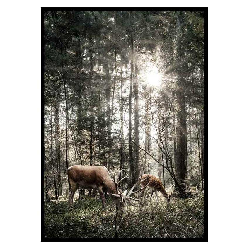 Poster Gallerix Deer In Sunlight