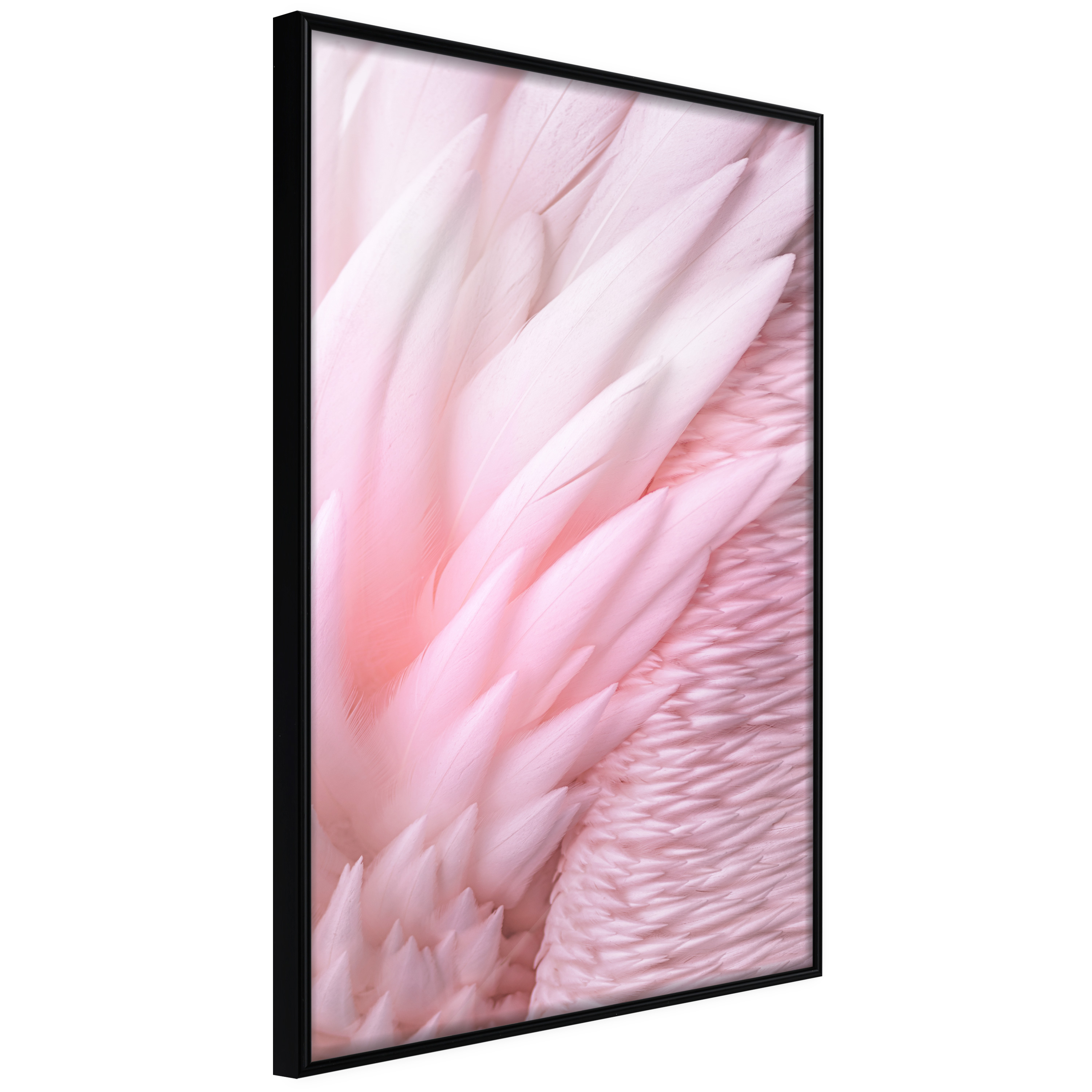 Affisch - Feathers [Poster] 30x45 Svart ram, 30x45 cm