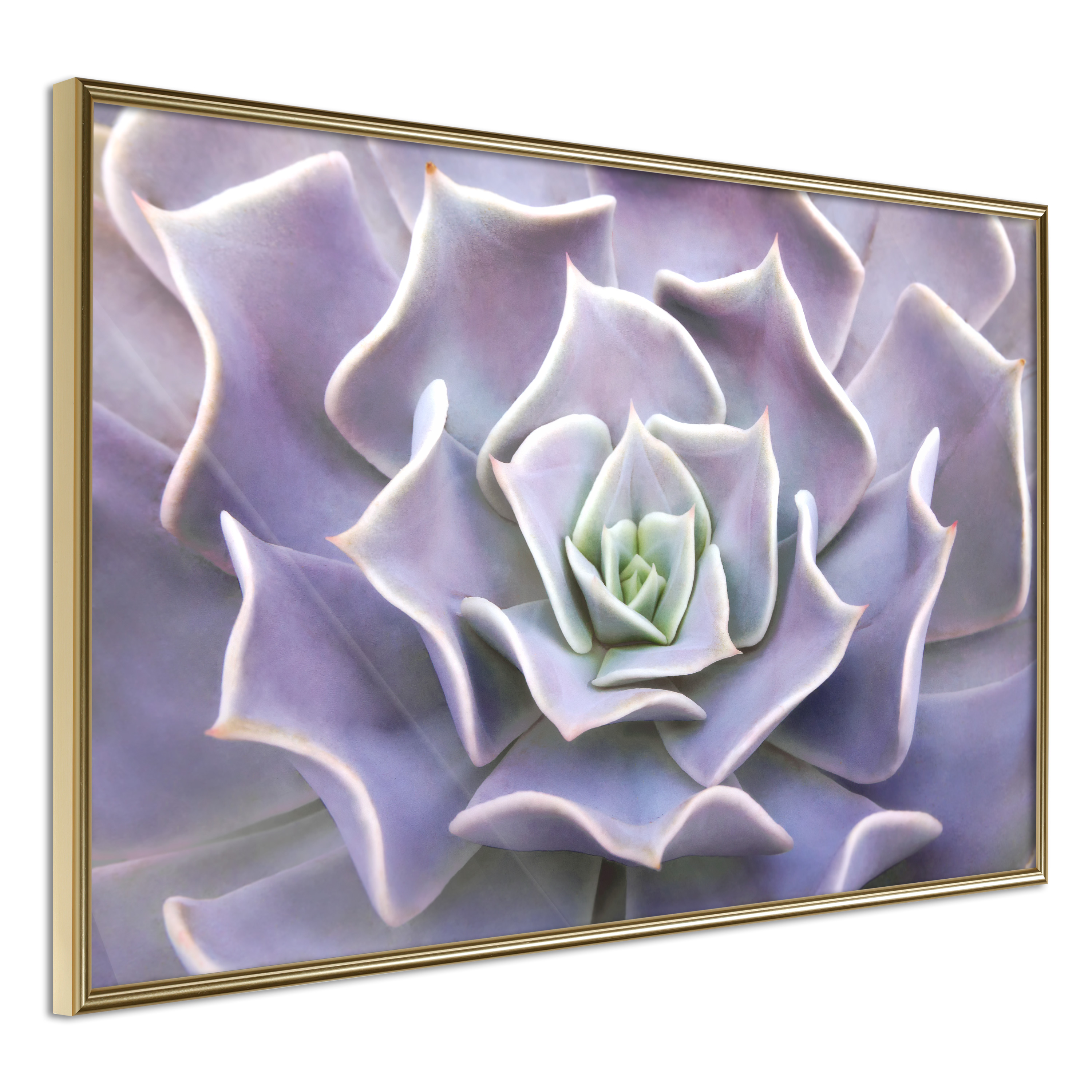 Affisch - Purple Succulent [Poster] 30x20 Guld ram, 30x20 cm