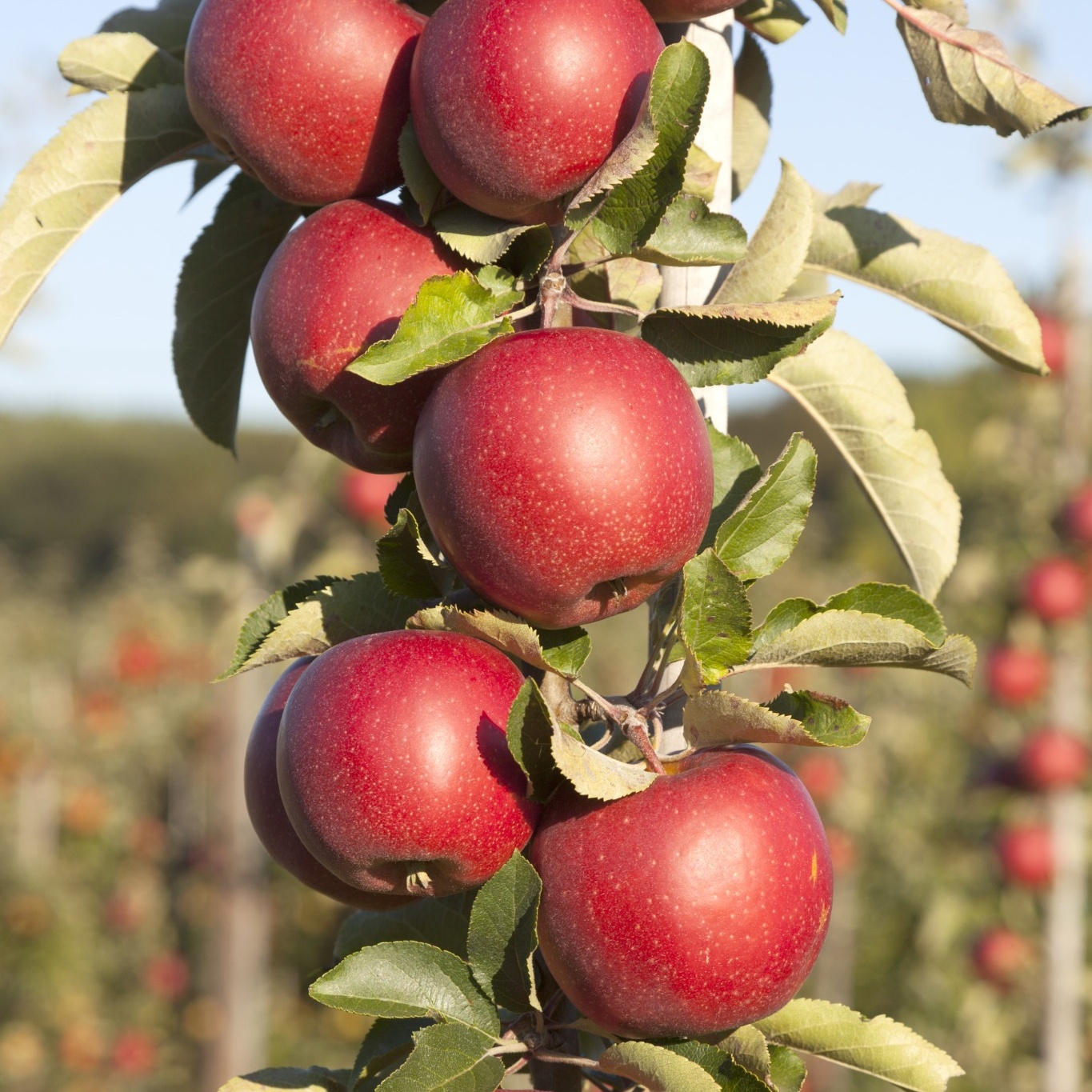 Äppelträd Omnia Garden Malus Domestica Redcats Pelaräpple