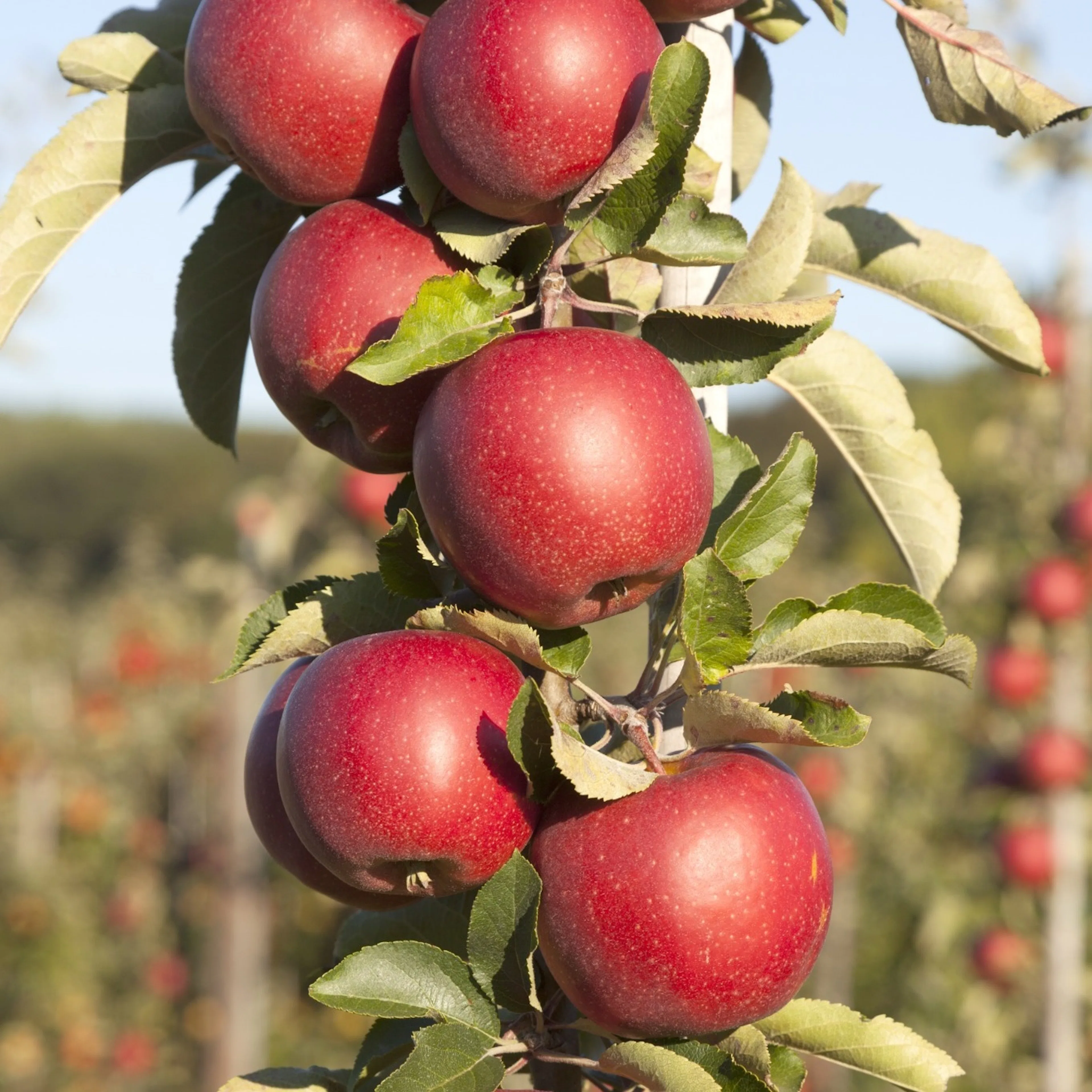 Malus domestica 'Redcats' (pelaräpple) Utan uppbindningskit