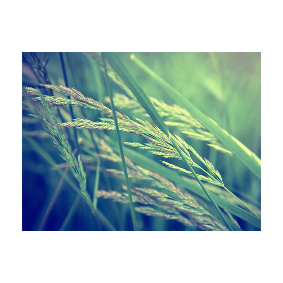 Fototapet Arkiio Cereal Field