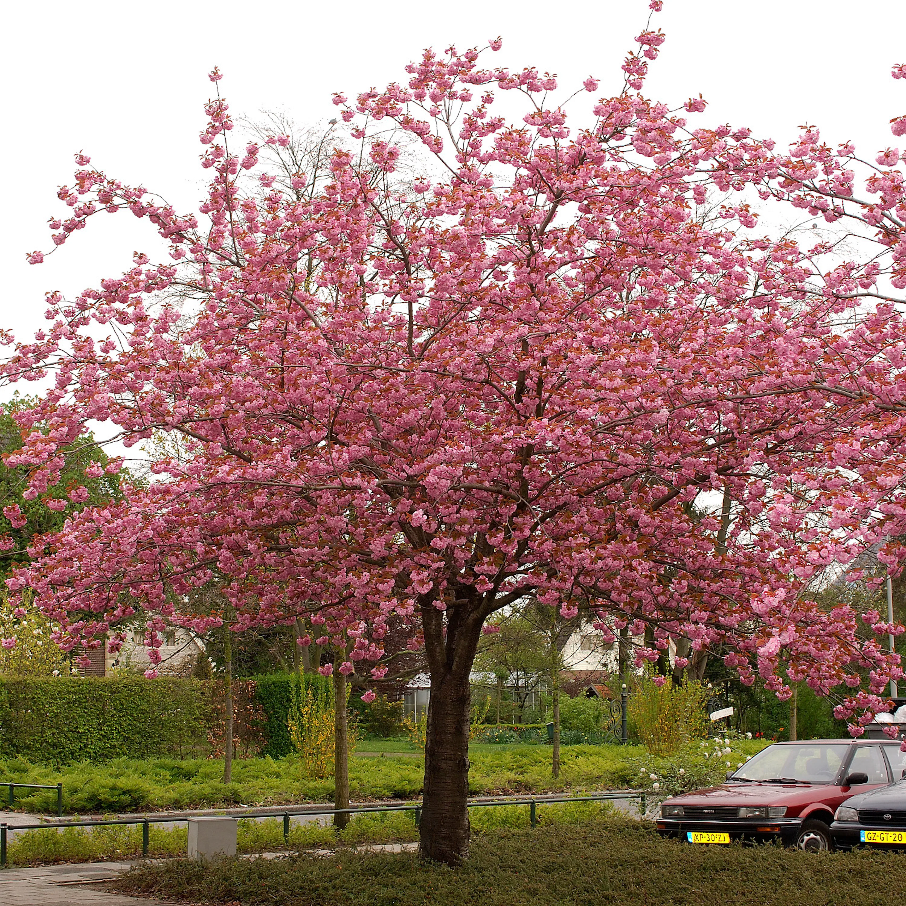 Pryndadsträd Omnia Garden Frilandsodlat Japanskt Körsbärsträd 350-450 cm, Högstamsträd