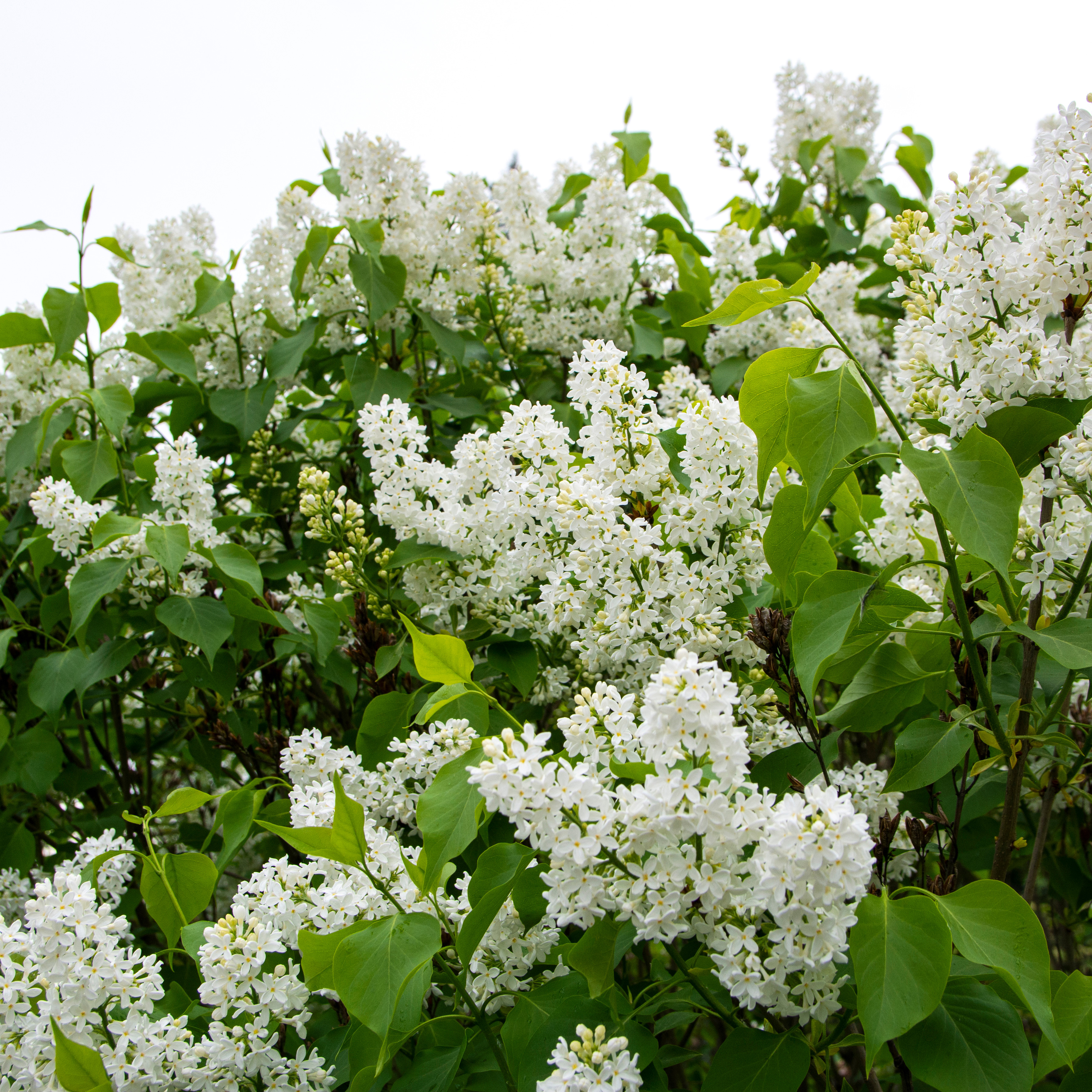 Buske Omnia Garden Syrén Vit 20-40 cm Krukodlade