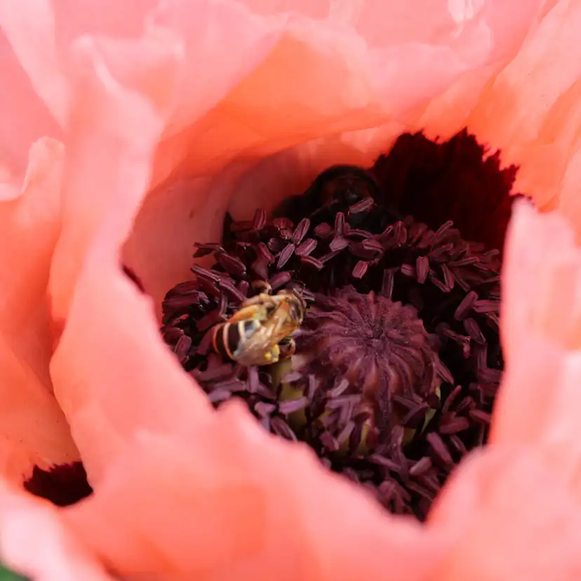 Perenn Omnia Garden Jättevallmo Prinzessin Viktoria Louise Papaver