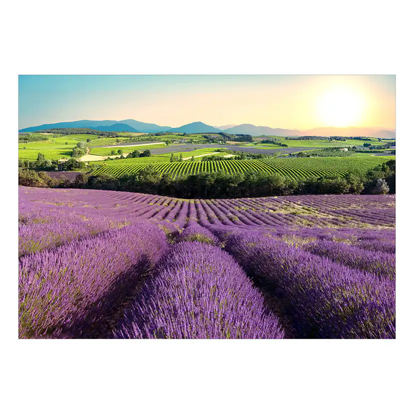 Självhäftande fototapet - Lavender Field 147x105 Storlek: 147x105 cm