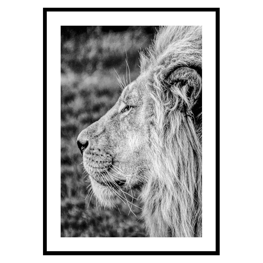 Poster Gallerix Male Lion Profile