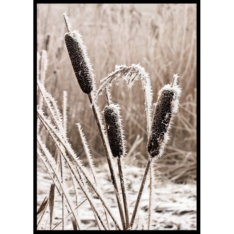 Poster Gallerix Frozen Reeds