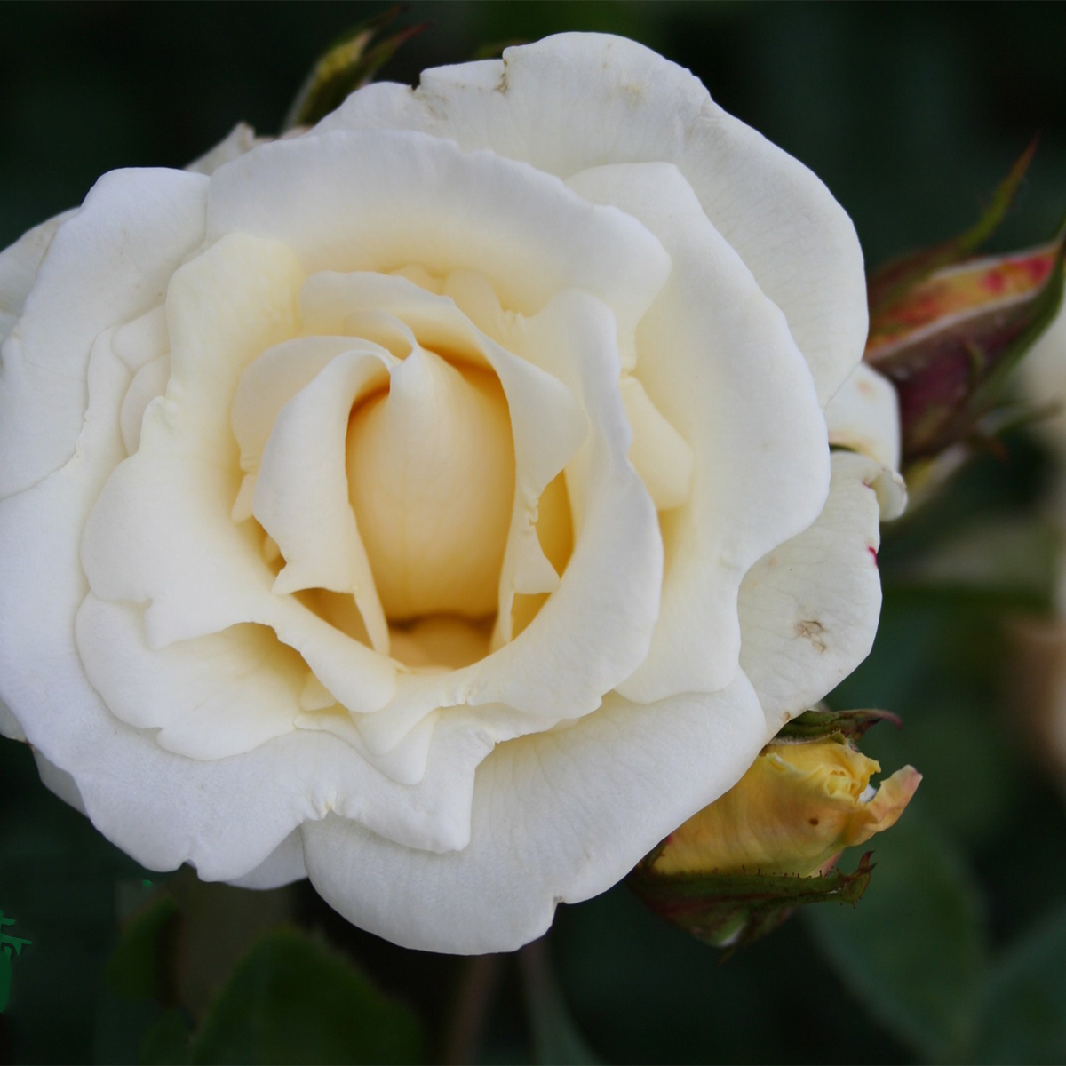 Storblommig Klätterros Omnia Garden White Nights