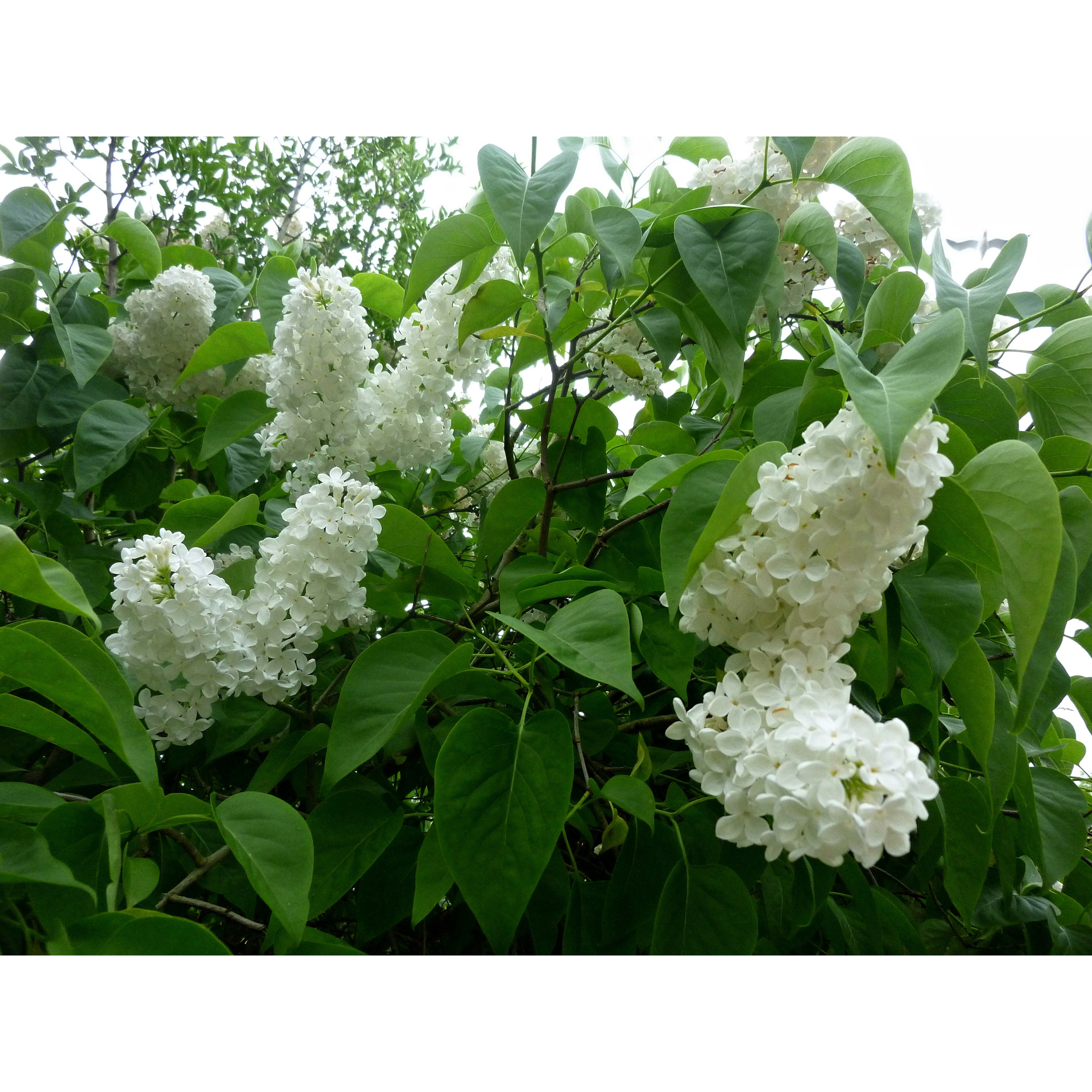 Buske Omnia Garden Syrén Vit 20-40 cm Krukodlade