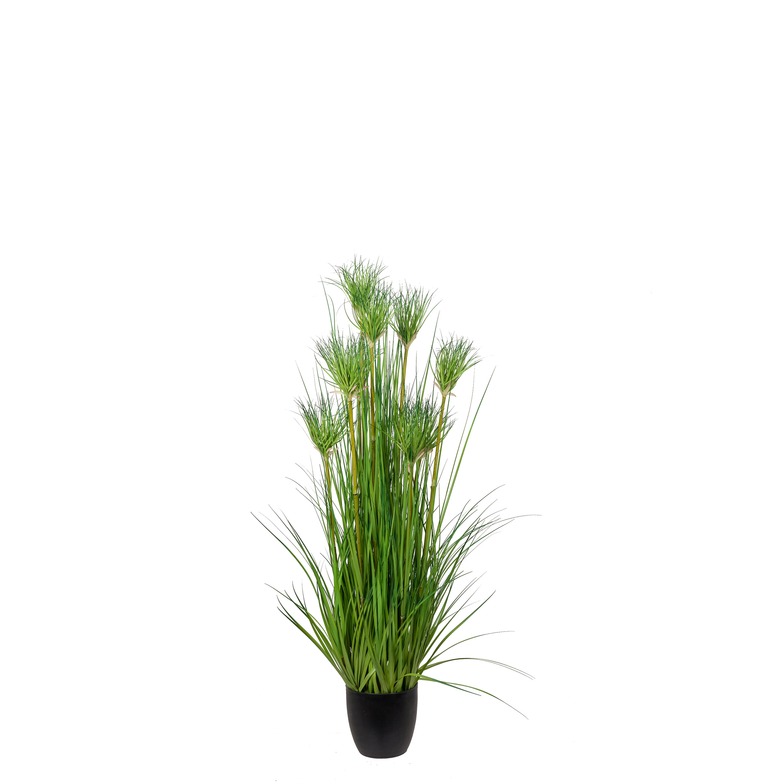 Konstväxt Mr Plant Papyrus