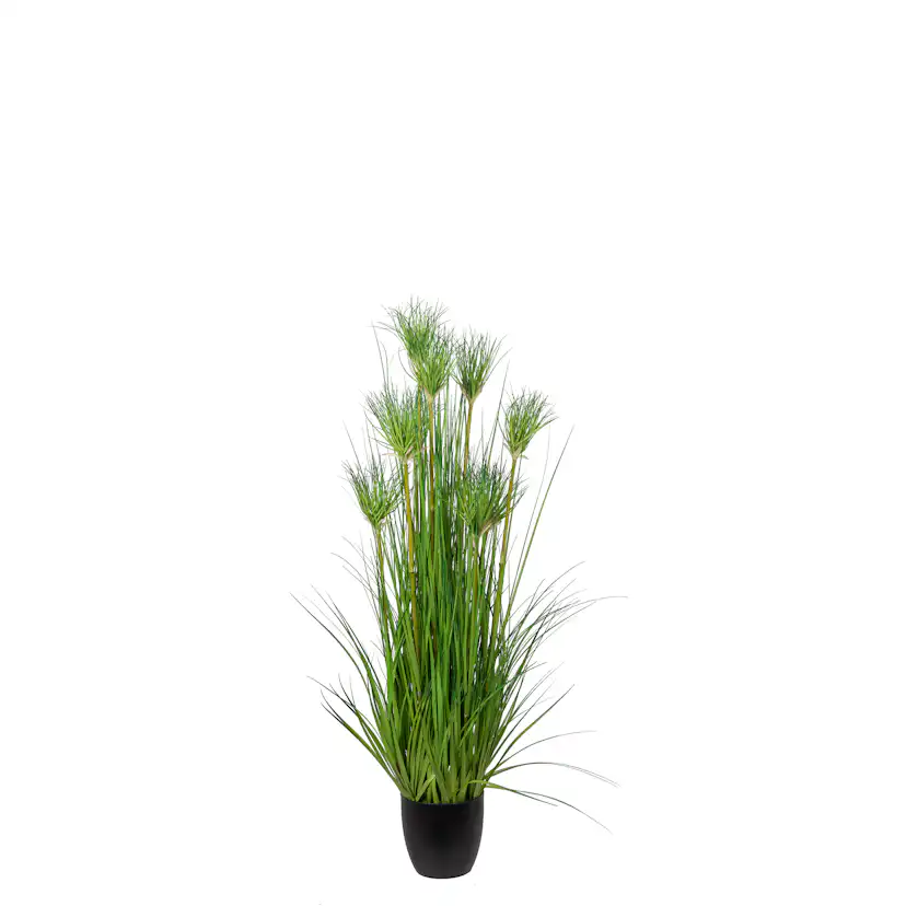 Konstväxt Mr Plant Papyrus