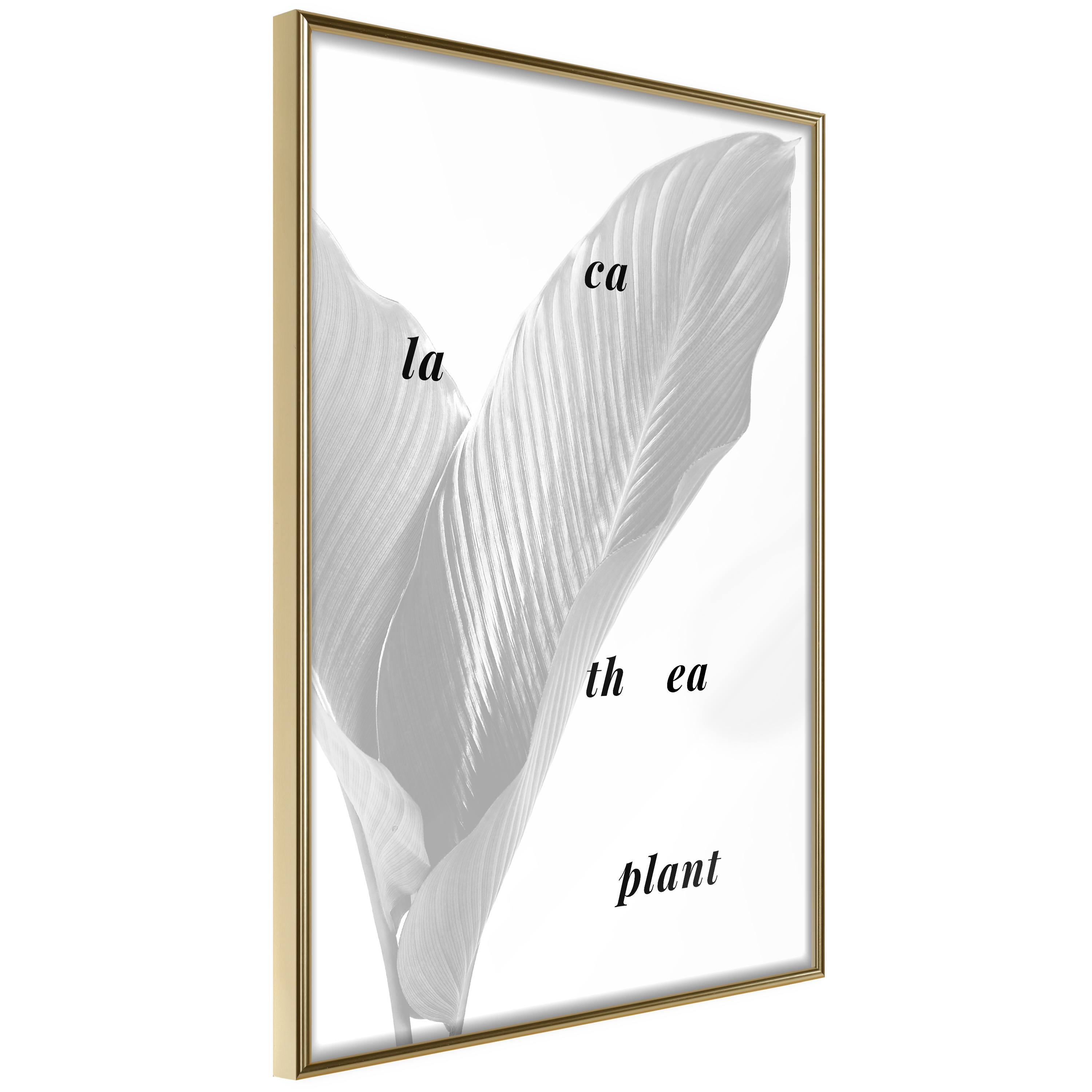 Affisch - Calathea Plant [Poster] 20x30 Guld ram, 20x30 cm
