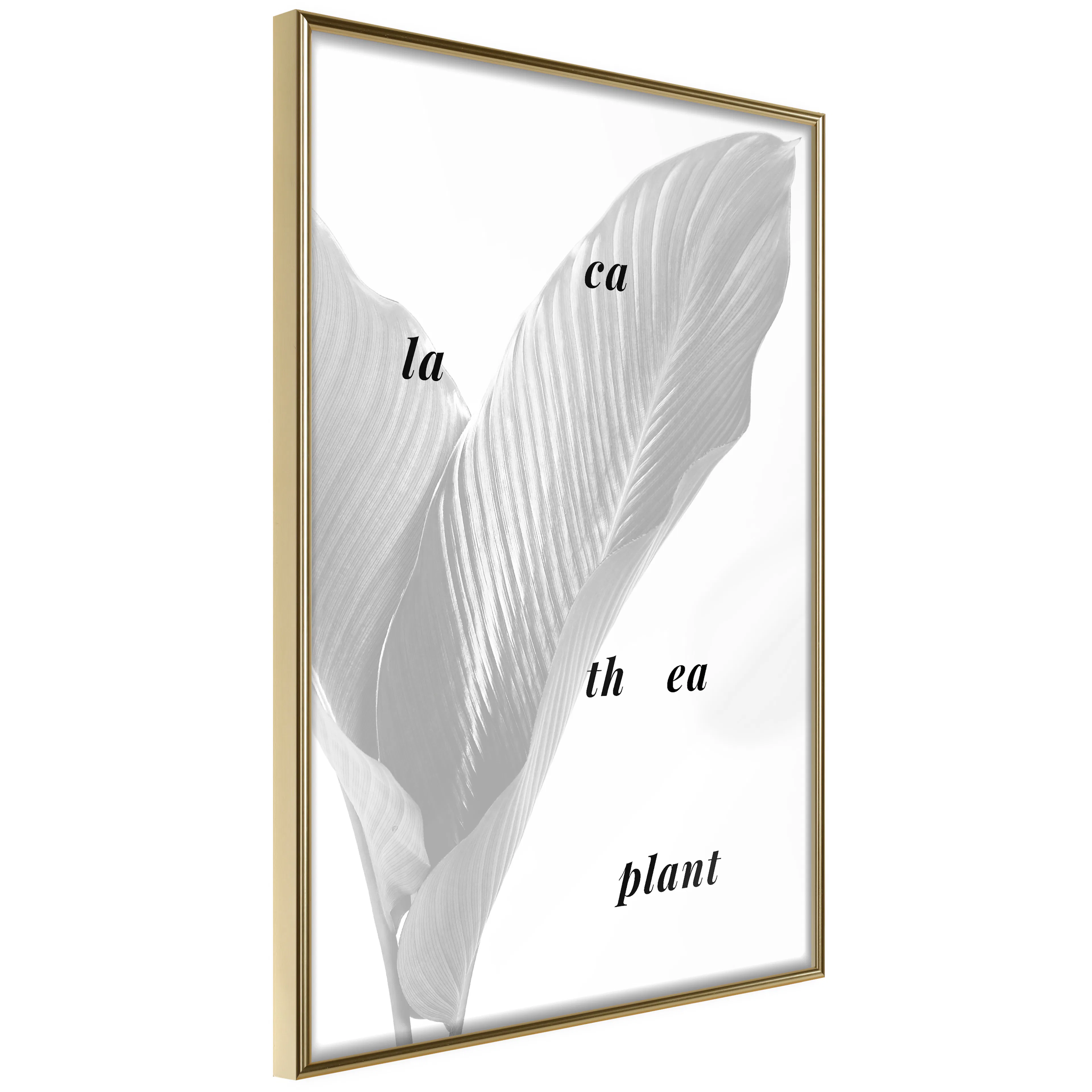 Poster Artgeist Affisch Calathea Plant