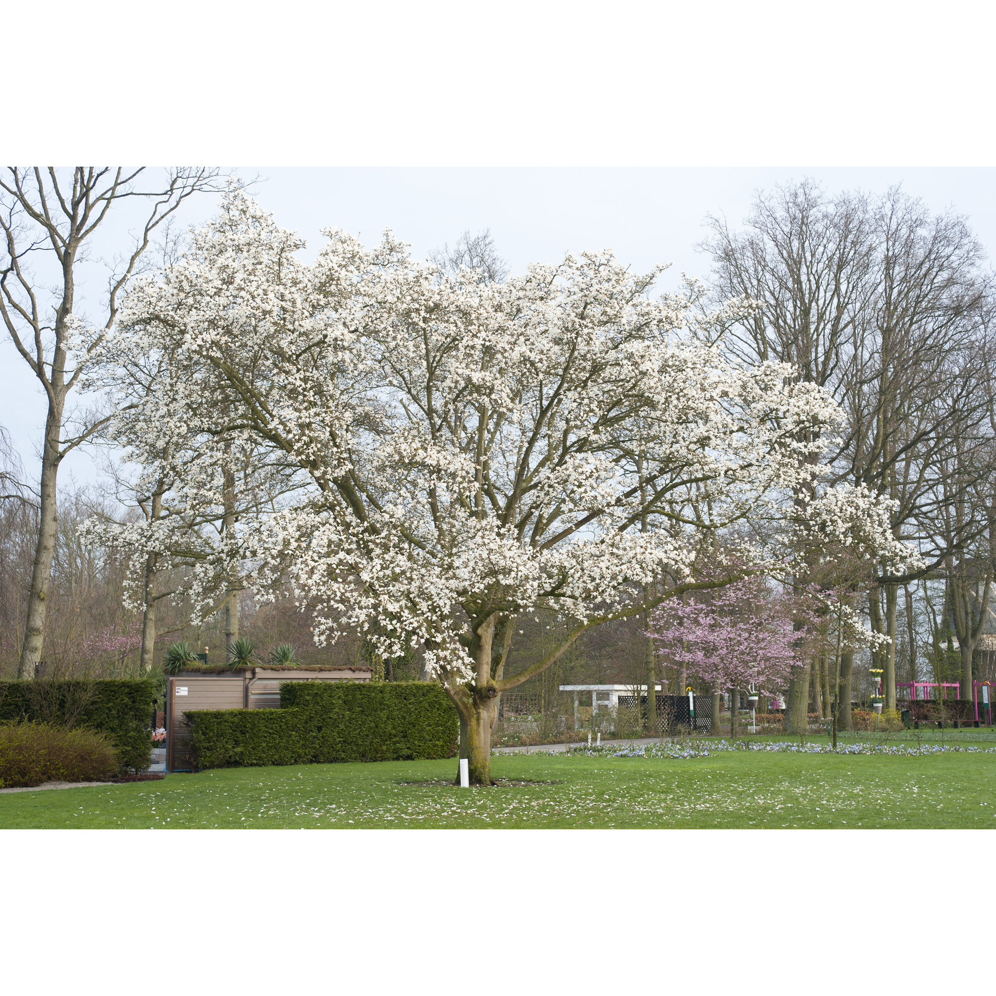 Prydnadsbuske Omnia Garden Japansk Magnolia Snövit Blomning Soligt Läge Barrot Grön Lövverk