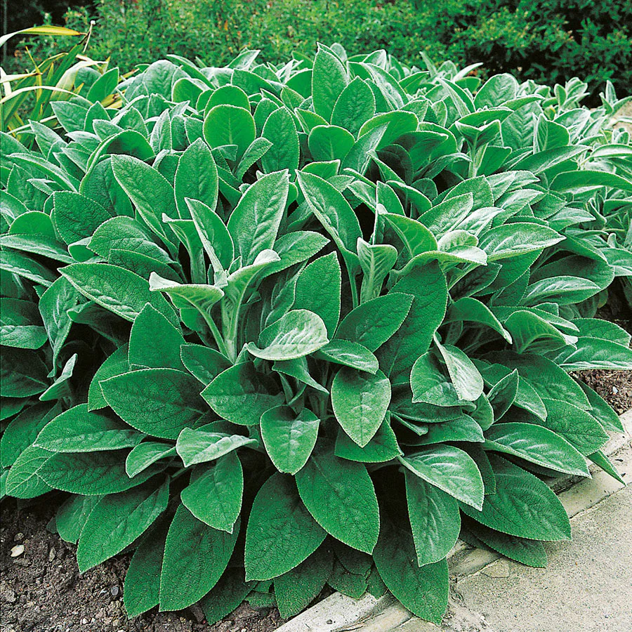 Perenn Omnia Garden Lammöron Big Ears