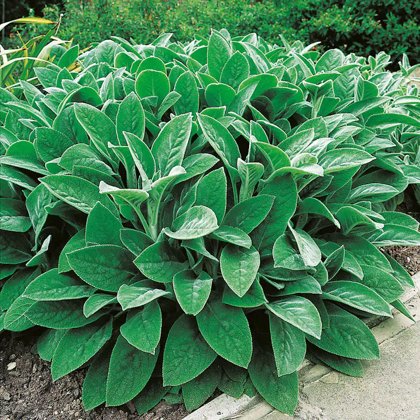 Perenn Omnia Garden Lammöron Big Ears