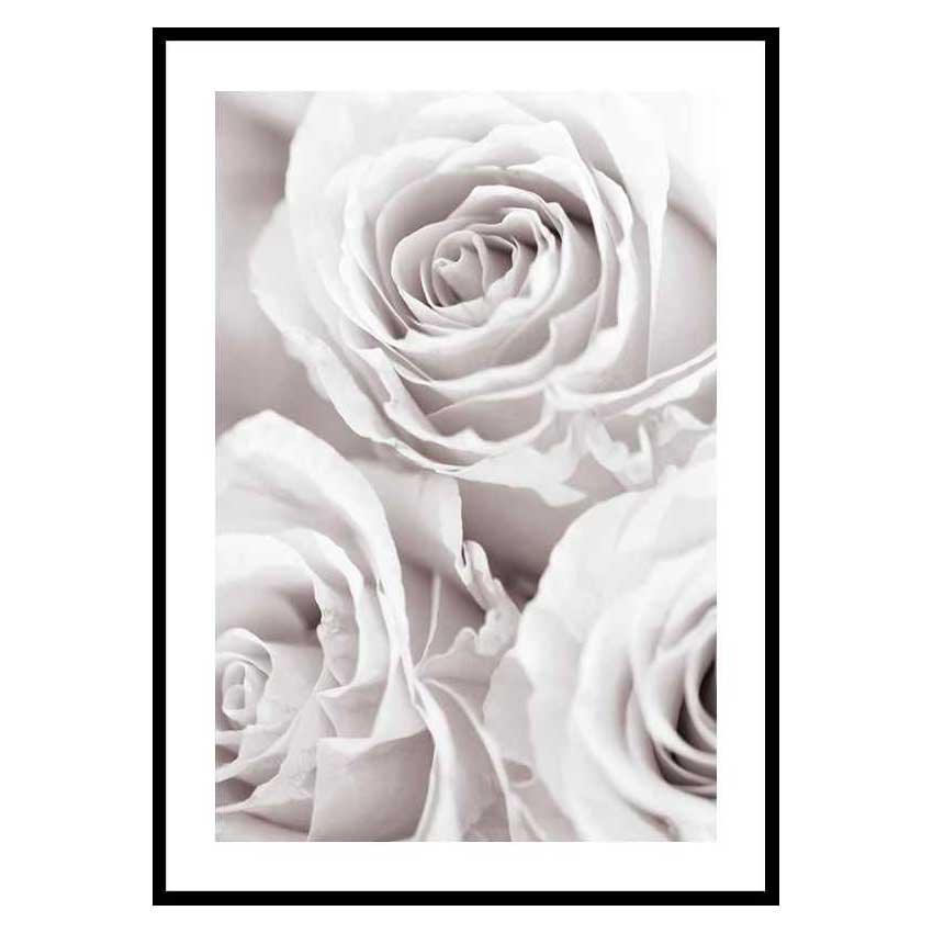 Poster Gallerix Bright Pink Roses No1