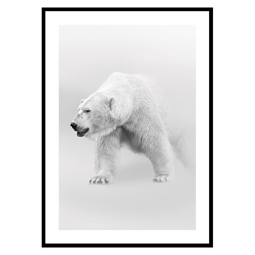 Poster Gallerix Faded Polar Bear