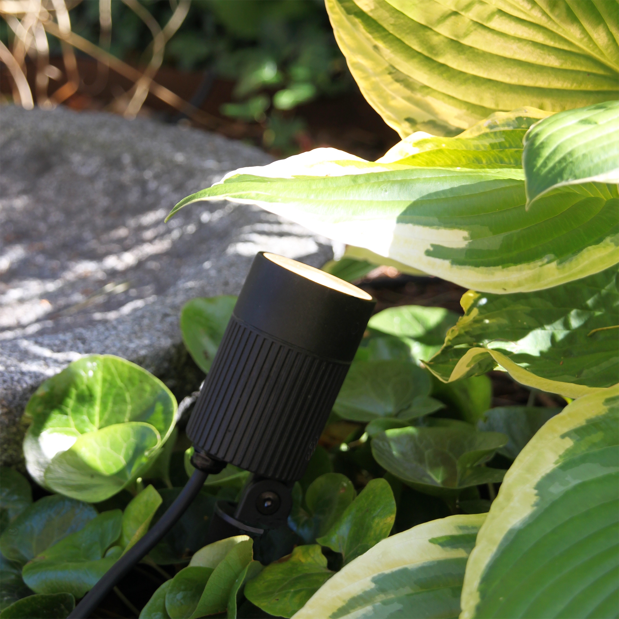 Markspot Lightson Medusa