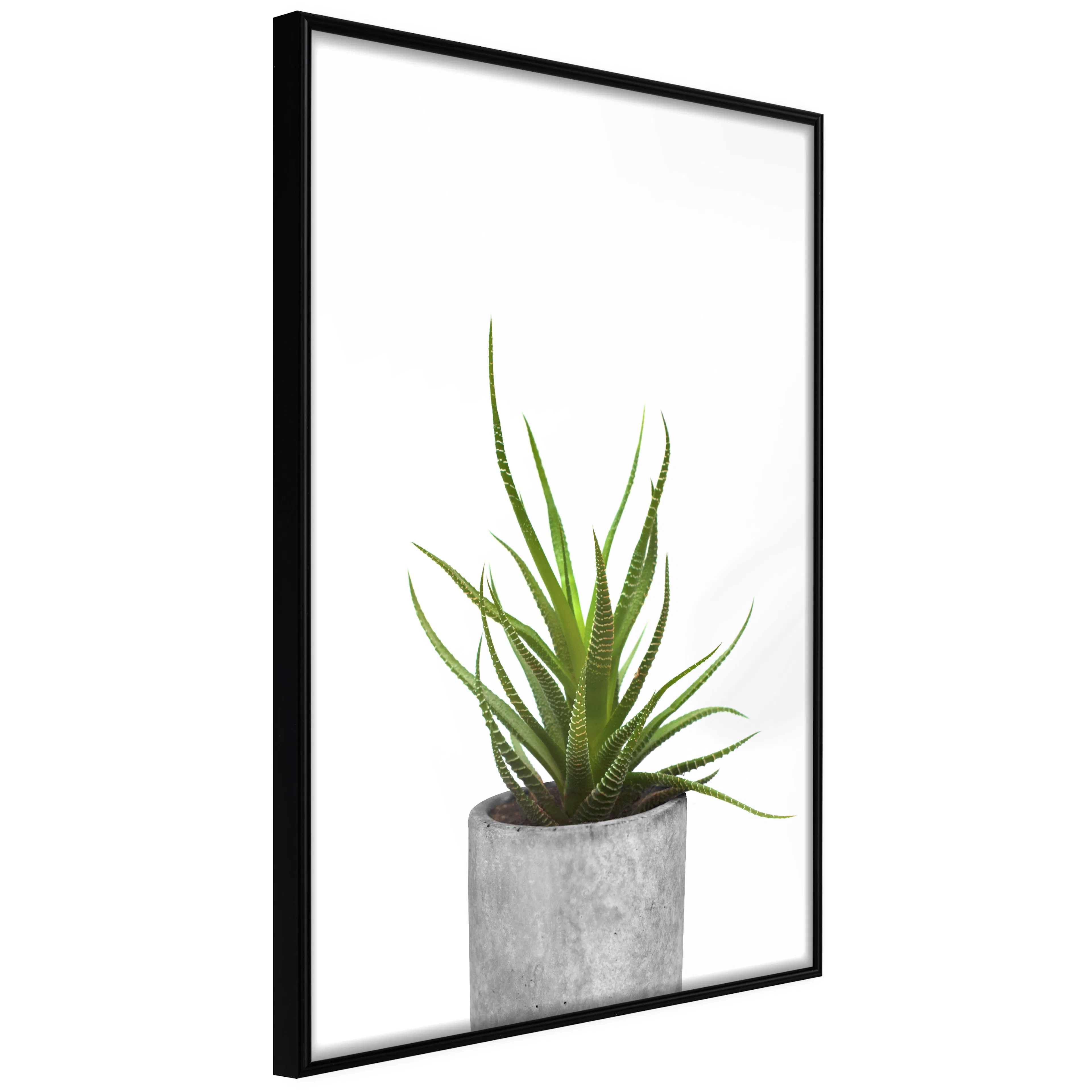 Affisch - Haworthia [Poster] 20x30 Svart ram, 20x30 cm