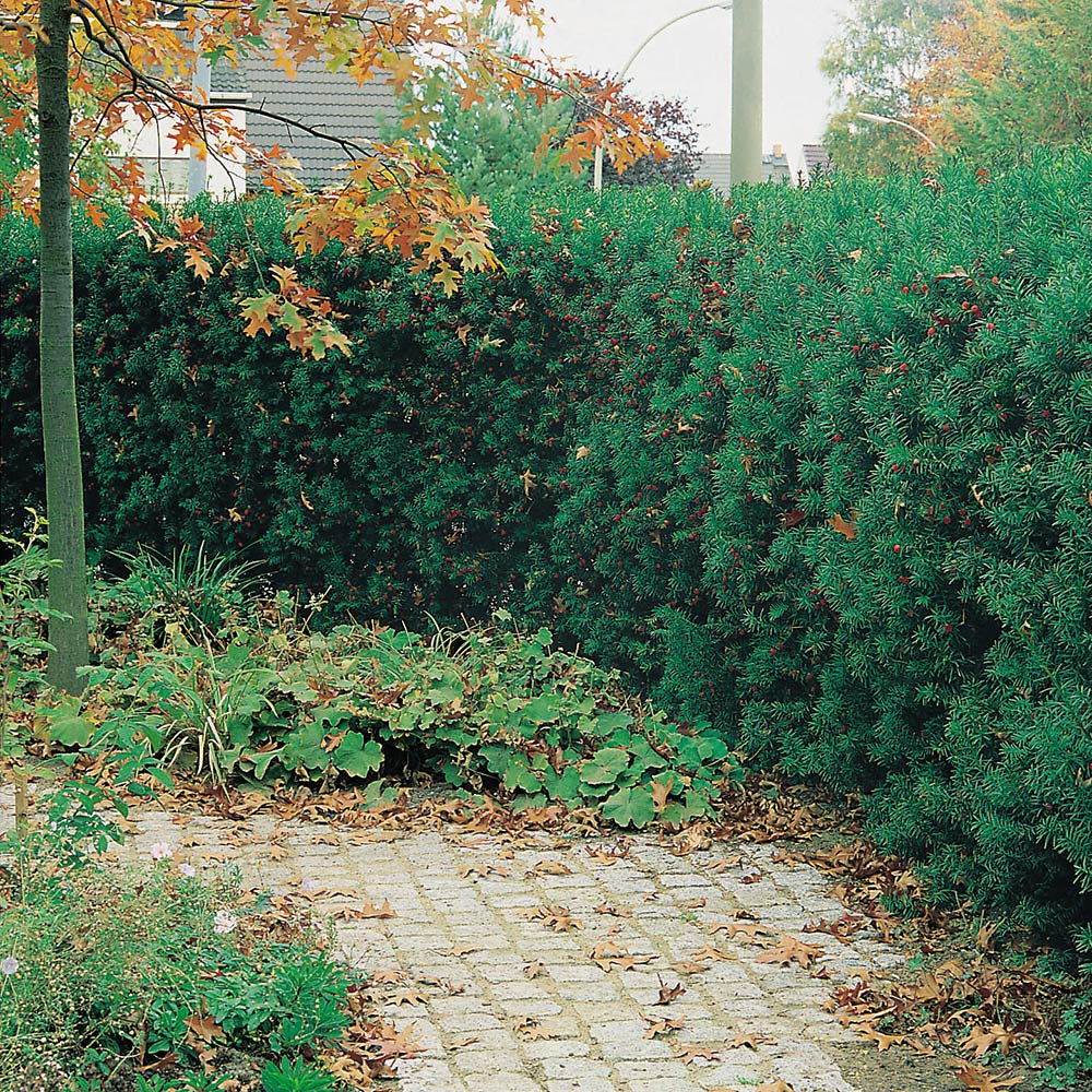 Idegran Hybrid Omnia Garden Hillii 30-40 cm