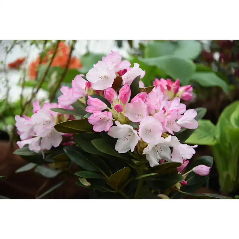 Rhododendron Omnia Garden Silberwolke 25-30 cm