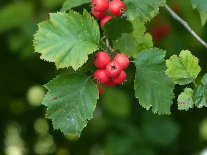 Buske Omnia Garden Scharlakanshagtorn