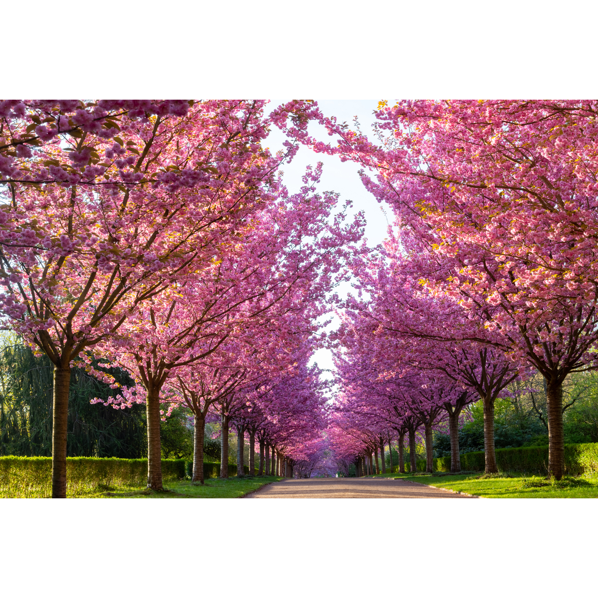 Pryndadsträd Omnia Garden Frilandsodlat Japanskt Körsbärsträd 350-450 cm, Högstamsträd