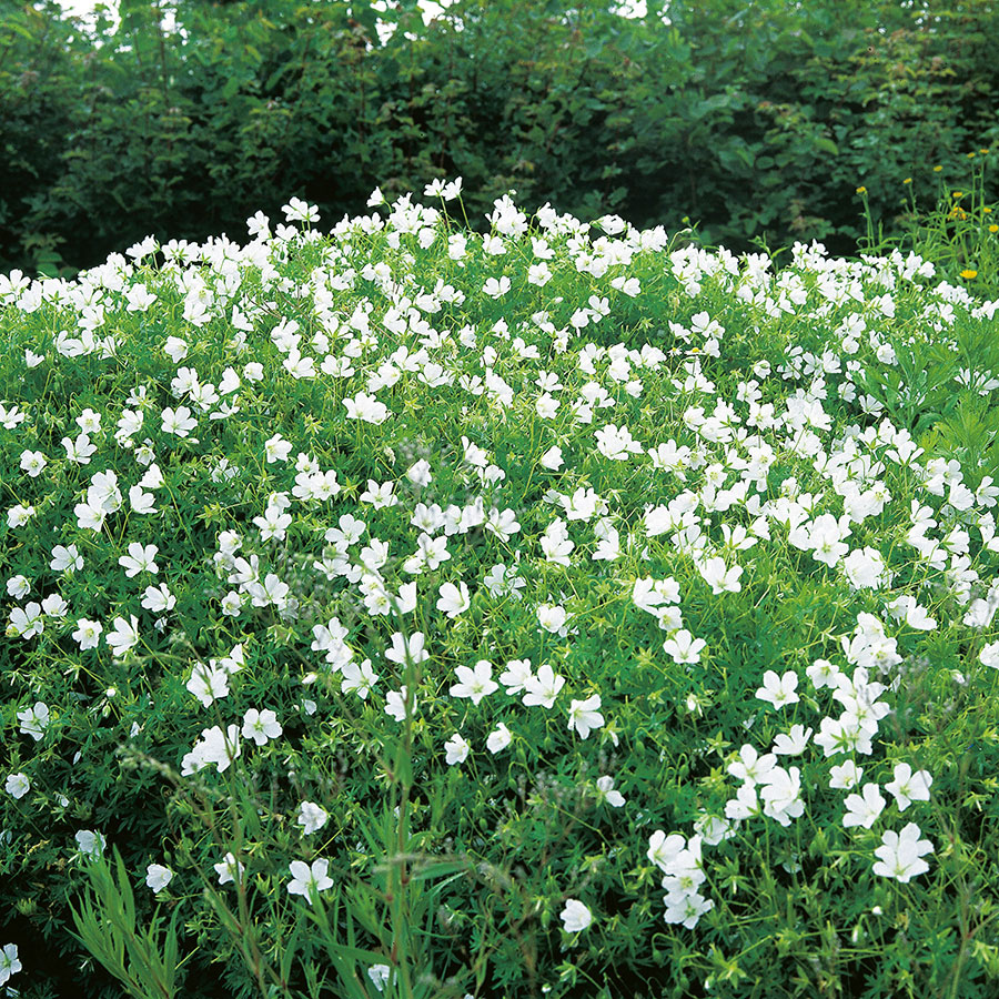 Rabattblomma Omnia Garden Blodnäva Album