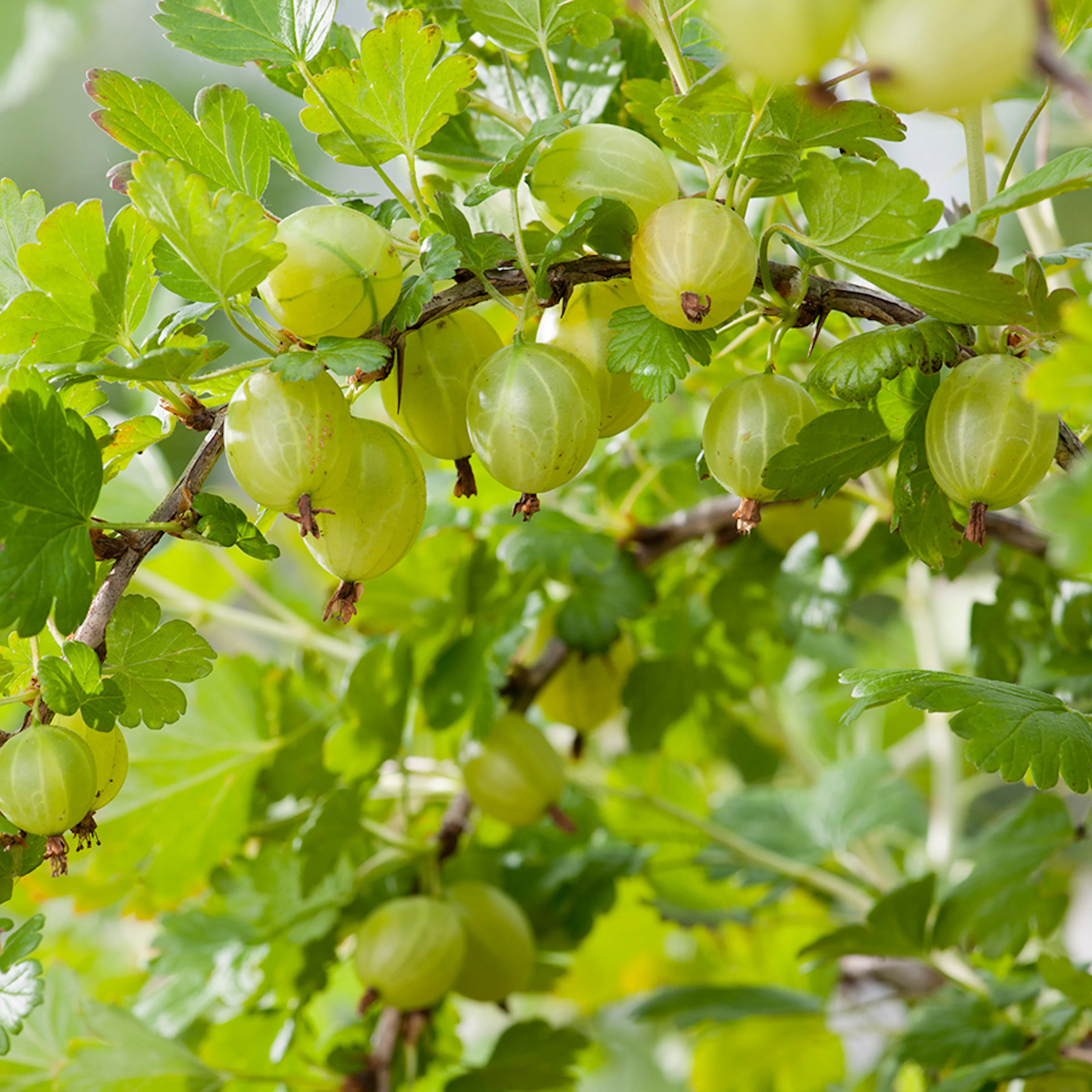Buske Gula Krusbär Omnia Garden 50-60 cm
