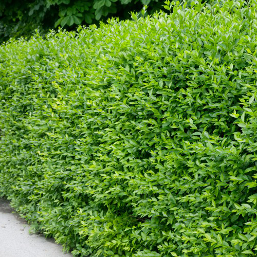 Häck Omnia Garden Liguster 40-60 cm