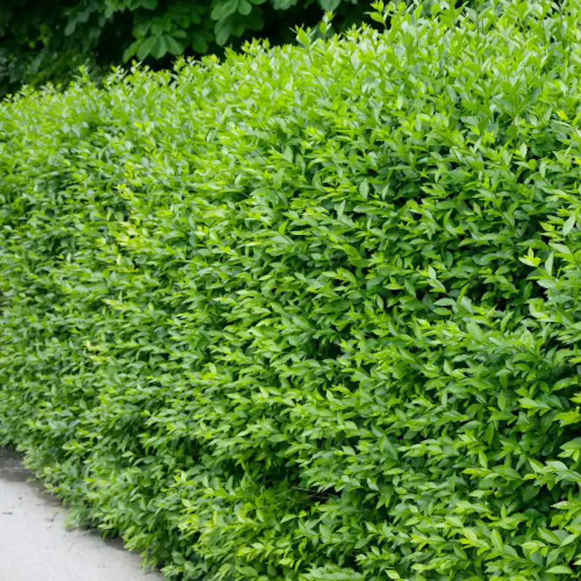 Häck Omnia Garden Liguster 40-60 cm