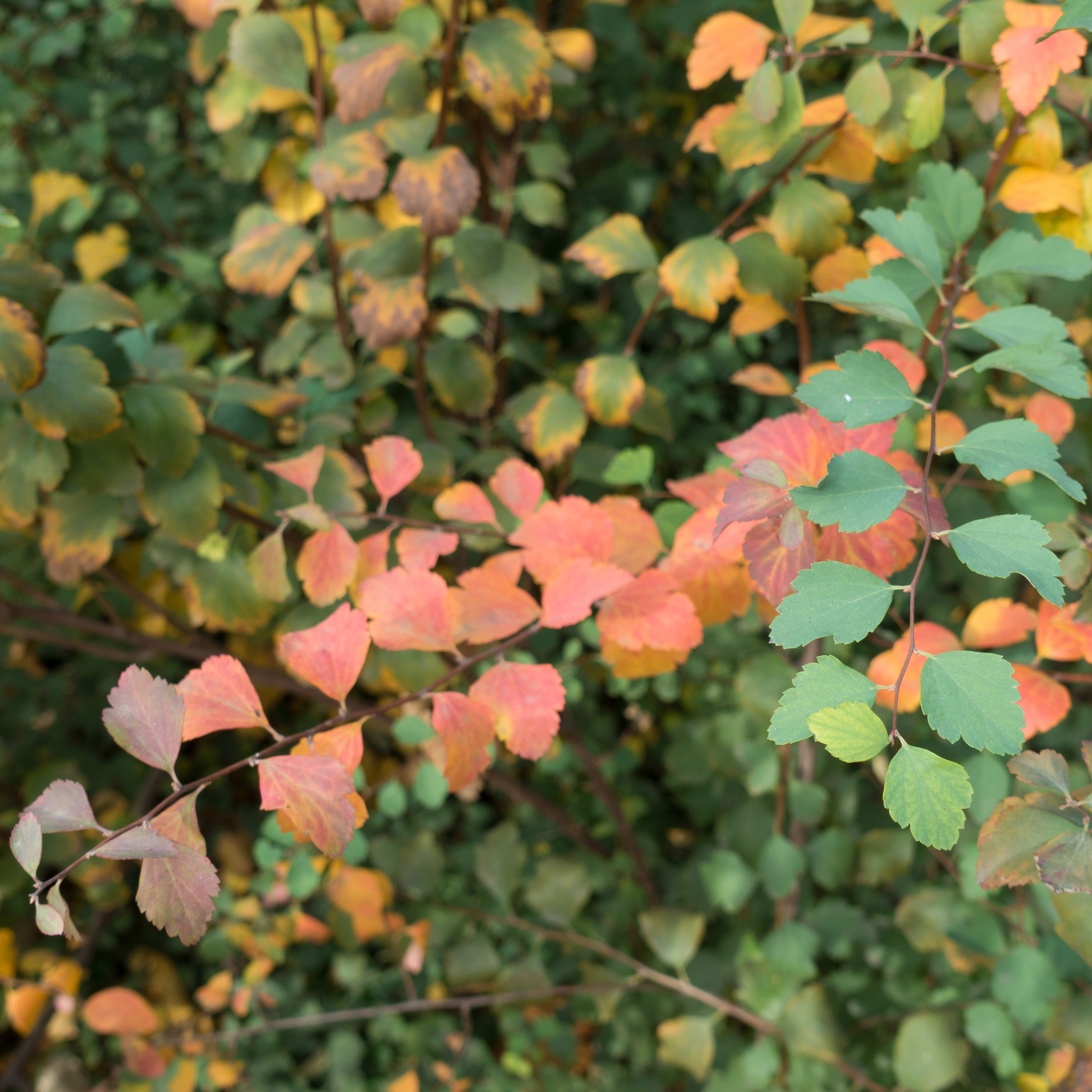 Buske Omnia Garden Bukettspirea 30-50cm Krukodlade